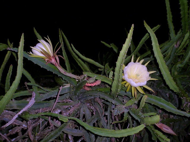 Gelbe Pitahaya (Hylocereus megalanthus)