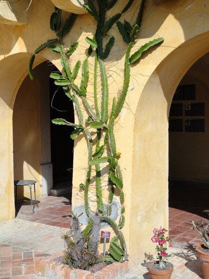 Gelbe Pitahaya (Hylocereus megalanthus)