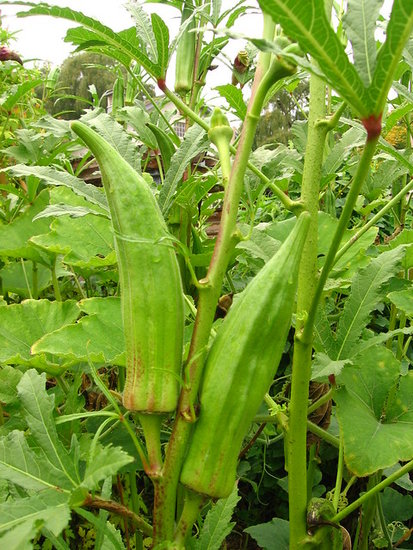 Okra (Abelmoschus esculentus)