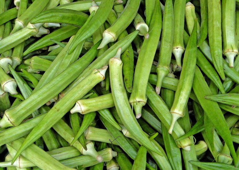 Okra (Abelmoschus esculentus)