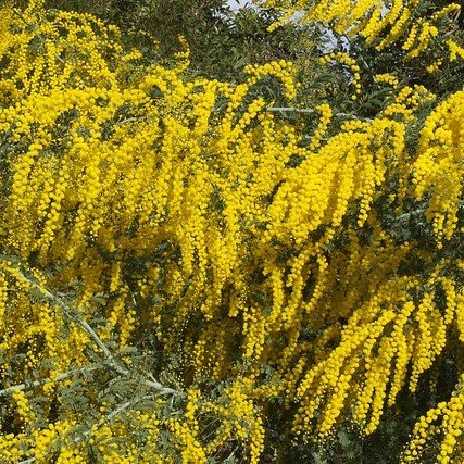 Mudgee-Akazie (Acacia spectabilis)