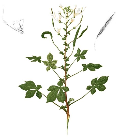 Afrikanische Spinnenblume (Cleome gynandra)