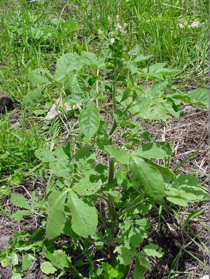 Afrikanische Spinnenblume (Cleome gynandra)