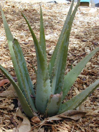 Aloe vera (Aloe vera)