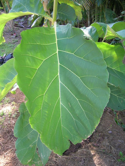 Teak (Tectona grandis)