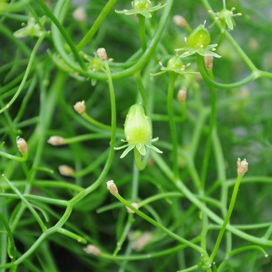 Kletterzwiebel (Bowiea volubilis)