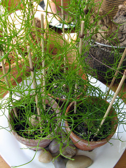 Kletterzwiebel (Bowiea volubilis)