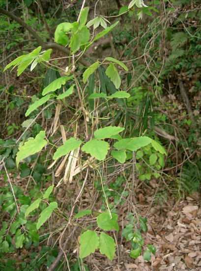Dreibl&auml;ttrige Schokoladenranke (Akebia trifoliata)