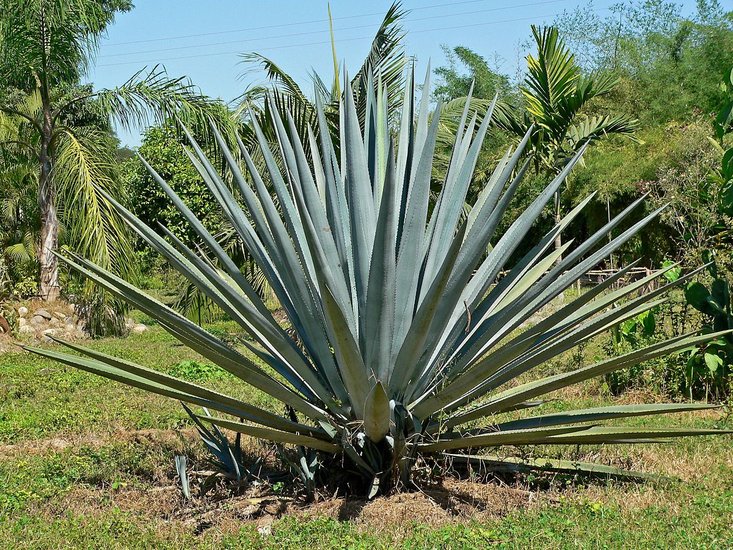 Tequila-Agave (Agave tequilana)