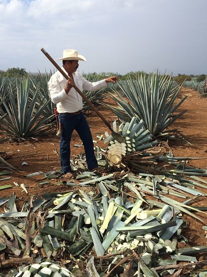 Tequila-Agave (Agave tequilana)