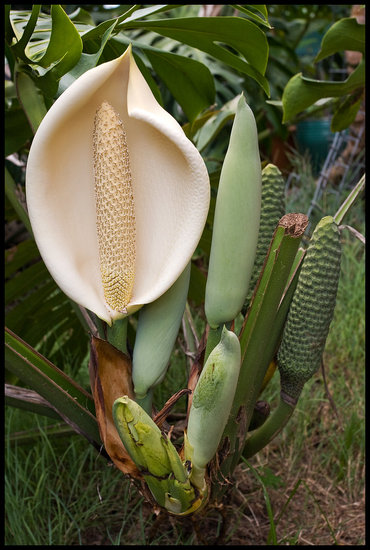 Lochpflanze (Monstera deliciosa)