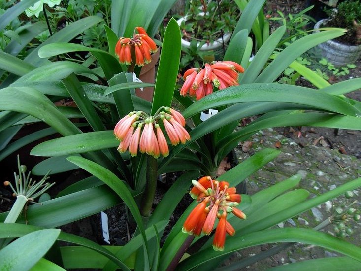 Sumpfklivia (Clivia robusta)