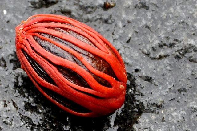 Muskatbaum (Myristica fragrans)