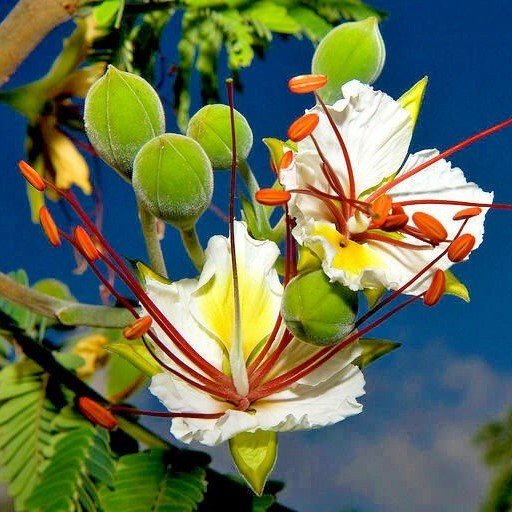 Decarys Flamboyant (Delonix decaryi)