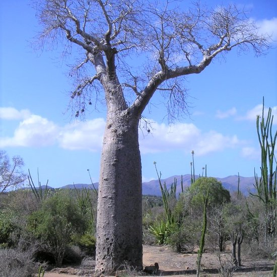 Za-Baobab (Adansonia za)