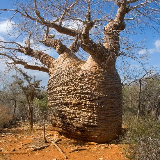 Fony-Baobab (Adansonia rubrostipa)