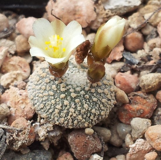 Blossfeldia (Blossfeldia liliputana)