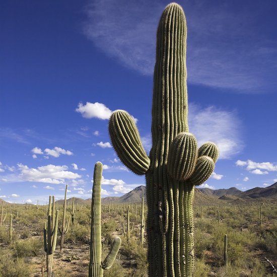 Saguaro-Kaktus (Carnegiea gigantea)