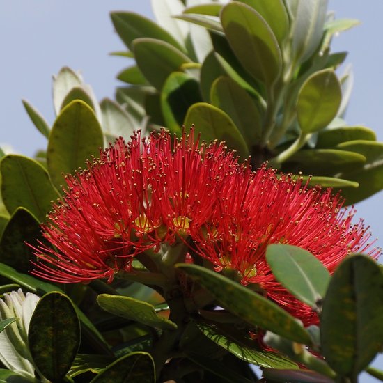 Pohutukawa (Metrosideros excelsa)