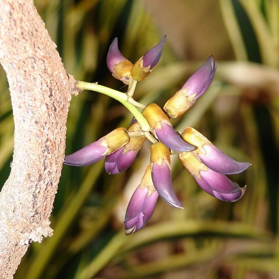 Schwarze Jadeblume (Mucuna nigricans)