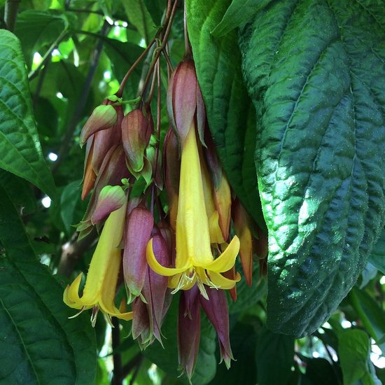 Goldfuchsie (Deppea splendens)