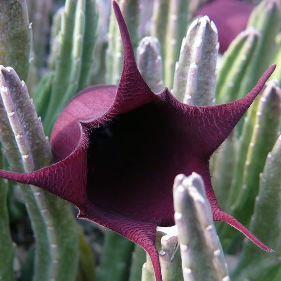 Aasblume (Stapelia leendertziae)