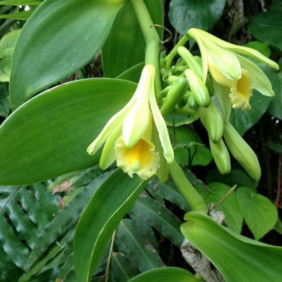 Vanille-Orchidee (Vanilla planifolia)