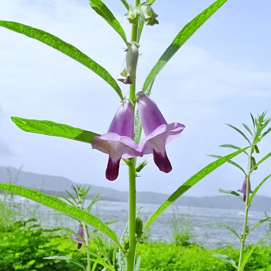 Sesam (Sesamum indicum)