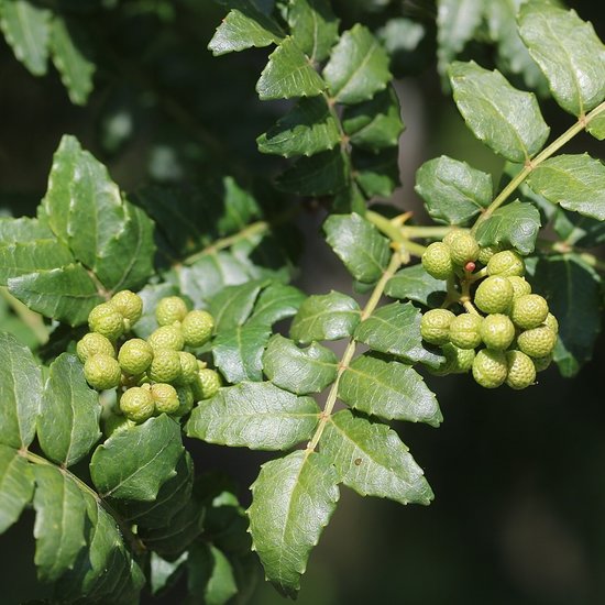 Japanischer Pfefferbaum (Zanthoxylum piperitum)