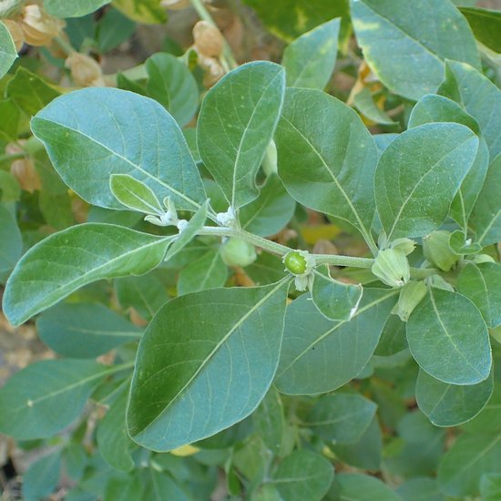 Ashwaganda (Withania somnifera)