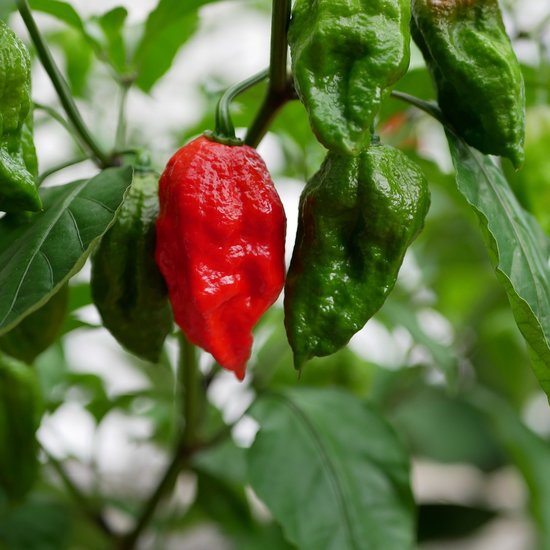 Bhut Jolokia-Chili (Capsicum chinense &#039;Bhut Jolokia&#039;)