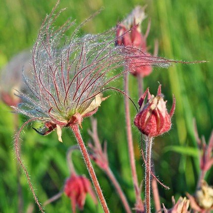 Pr&auml;rie-Rauch (Geum triflorum)