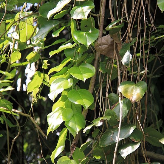 Javanische Gurke (Alsomitra macrocarpa)