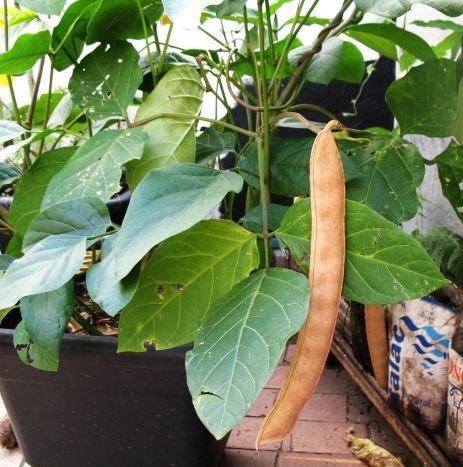 Jackbohne (Canavalia ensiformis)