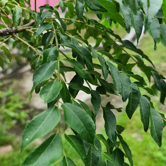 Currybaum (Murraya koenigii)