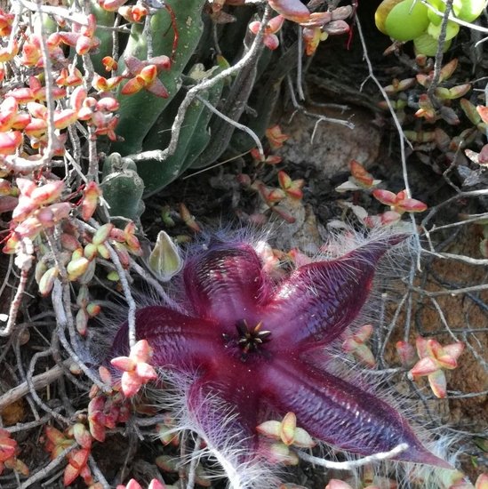 Aasblume (Stapelia hirsuta)