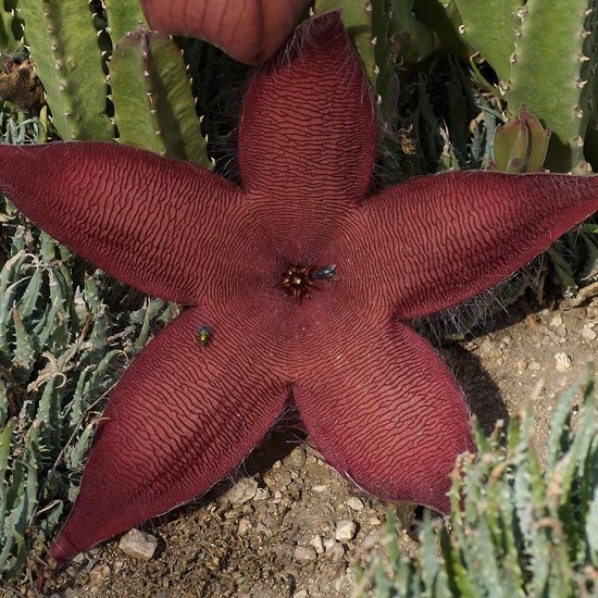 Gro&szlig;e Aasblume (Stapelia grandiflora)