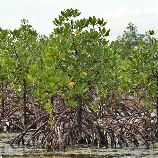 Rote Mangrove (Rhizophora mangle)