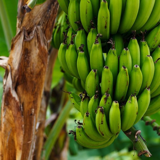 Plantagenbanane (Musa x paradisiaca)