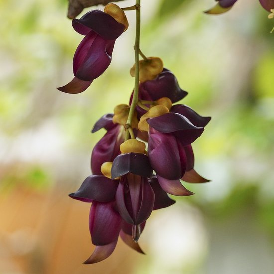 Samtbohne (Mucuna sempervirens)