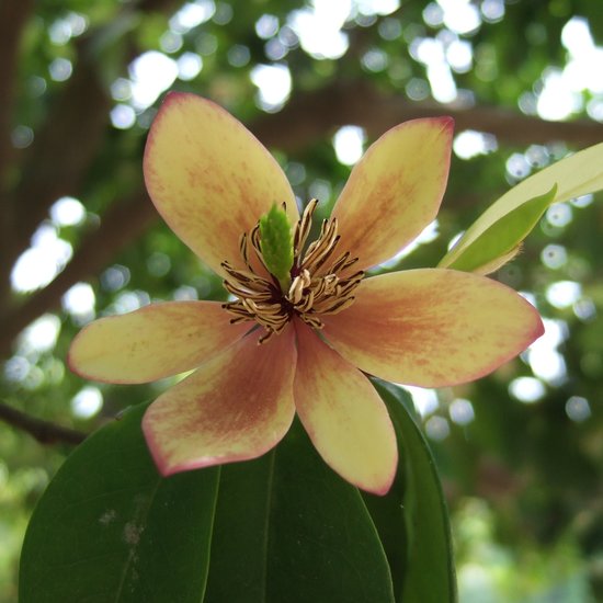 Bananenstrauch (Magnolia figo)