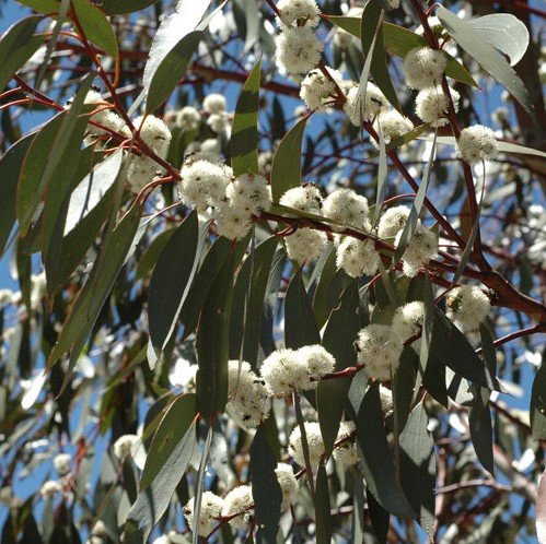 Schnee-Eukalyptus (Eucalyptus pauciflora ssp. pauciflora)
