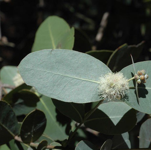 Omea eukalyptus (Eucalyptus neglecta)