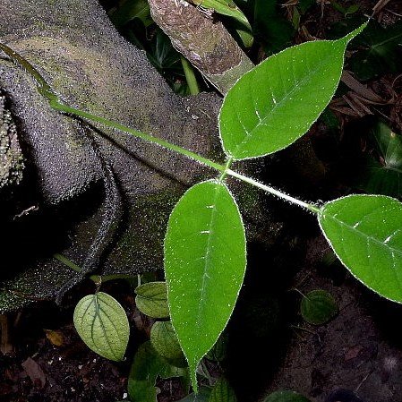 Seeportemonnaie (Dioclea reflexa)