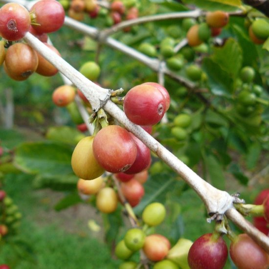 Kona-Kaffee (Coffea arabica &#039;Kona&#039;)