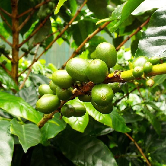 Catura-Kaffee (Coffea arabica &#039;catura&#039;)