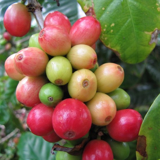 Zwergkaffee (Coffea arabica &#039;nana&#039;)