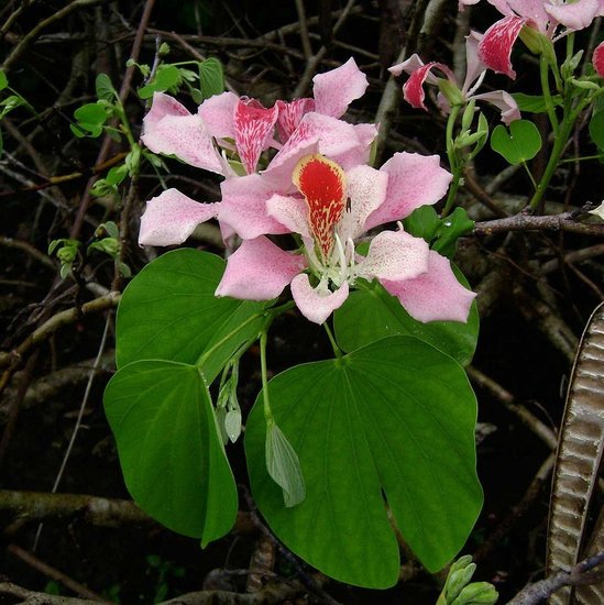 Rosa Orchideenbaum (Bauhinia monandra)