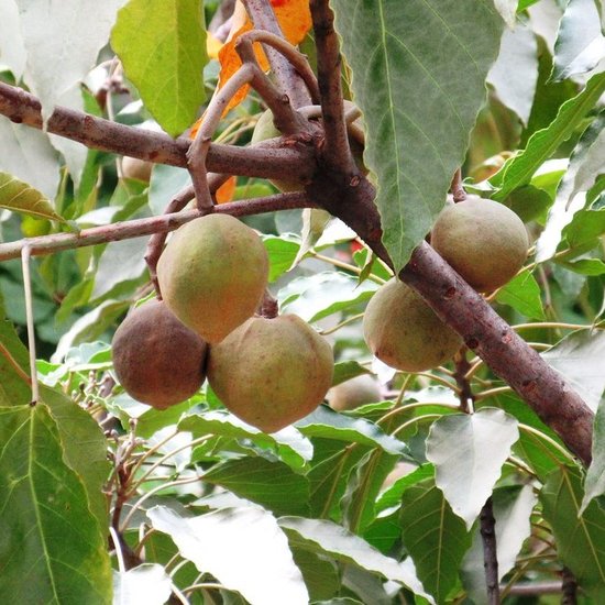 Kemirin&uuml;sse (Aleurites moluccana)