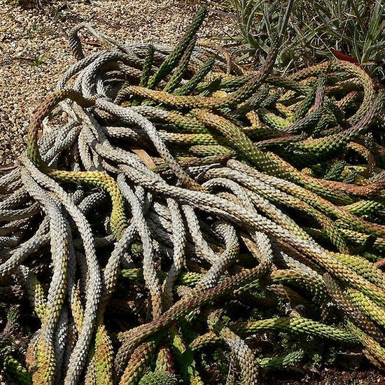 Medusenhaupt (Euphorbia caput-medusae)